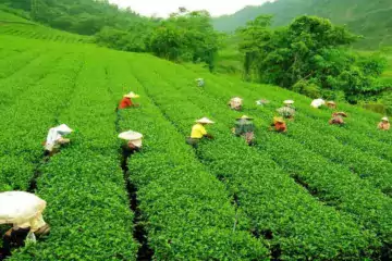 Bangladeshi Tea