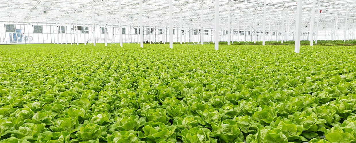 Importance of Vertical Farming and Urban Agriculture for Bangladesh
